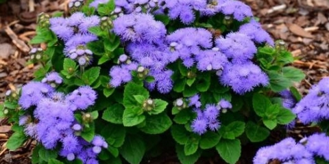 Kada sijati ageratum za sadnice + fotografija cvijeća